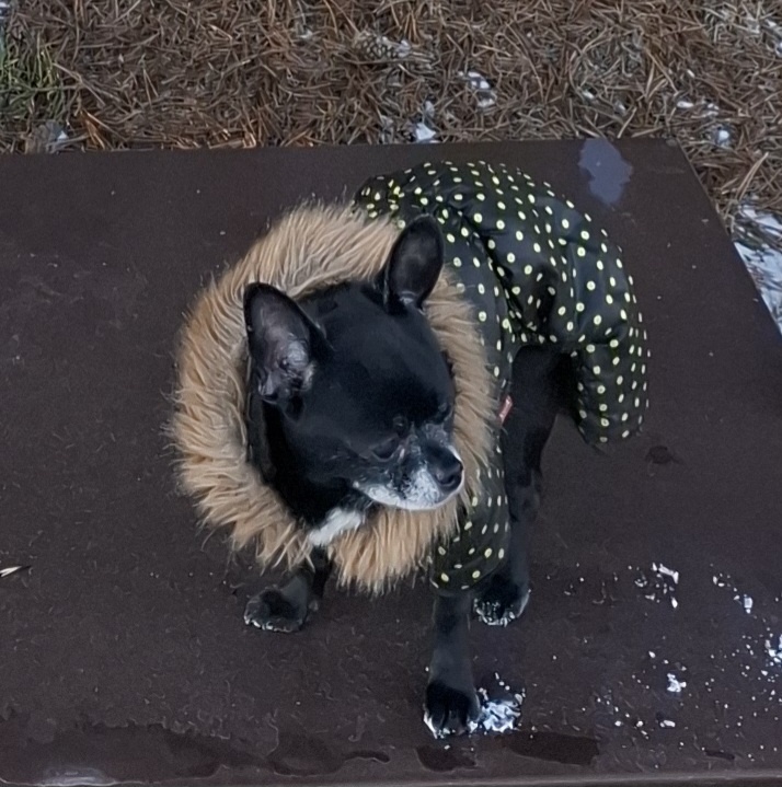 Фото автора. Мой пёсель.