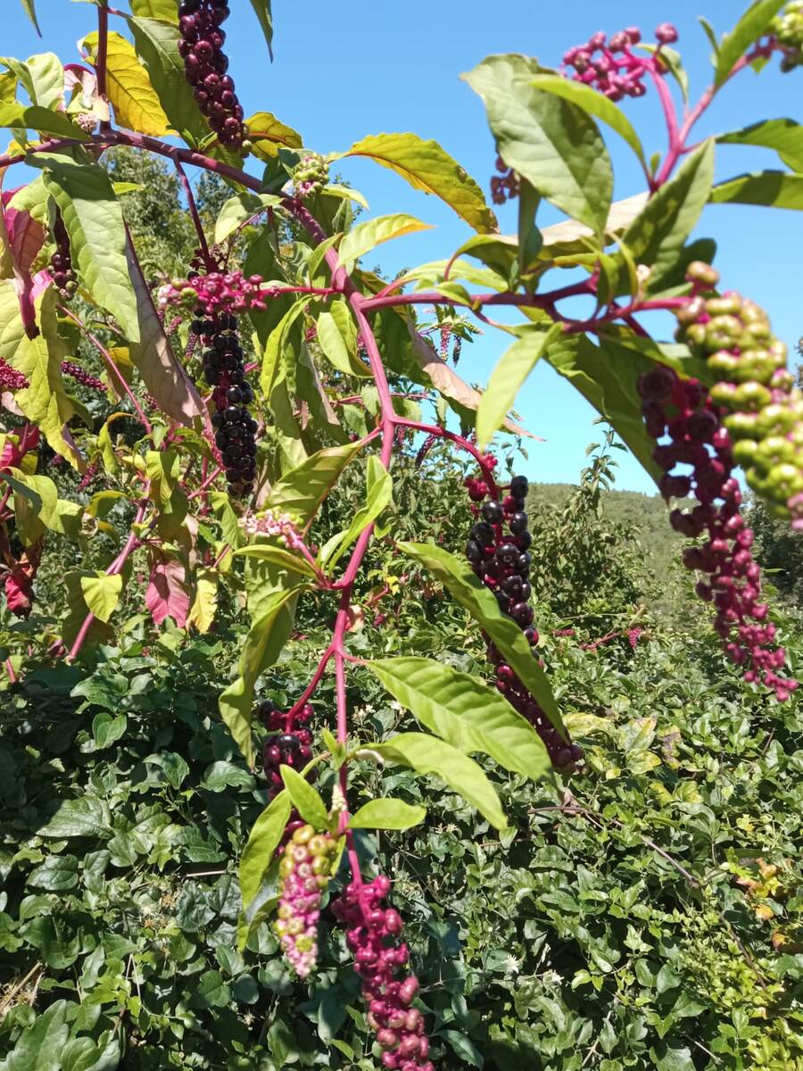 Лаконос американский.