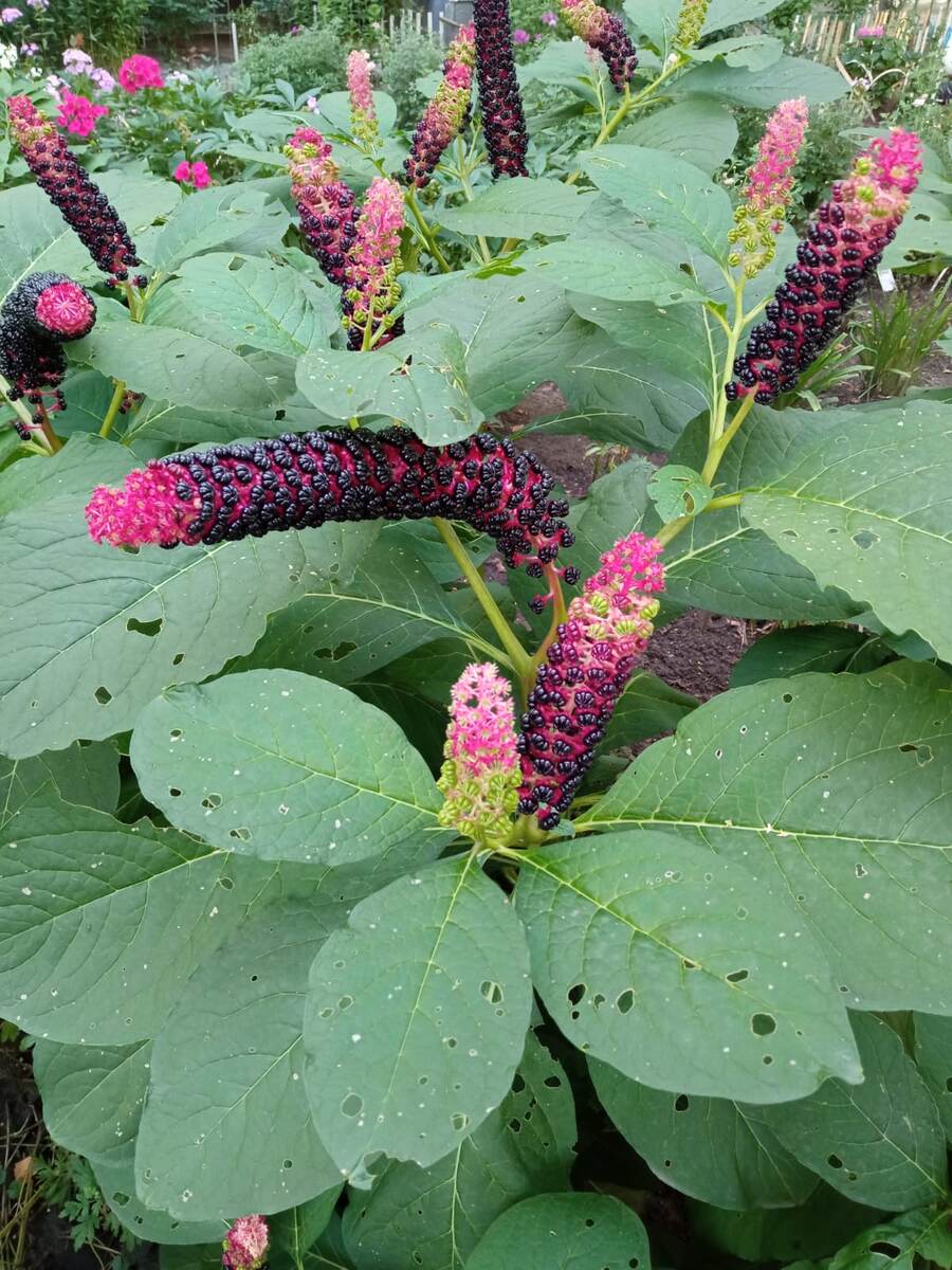 Фитолакка ягодная.