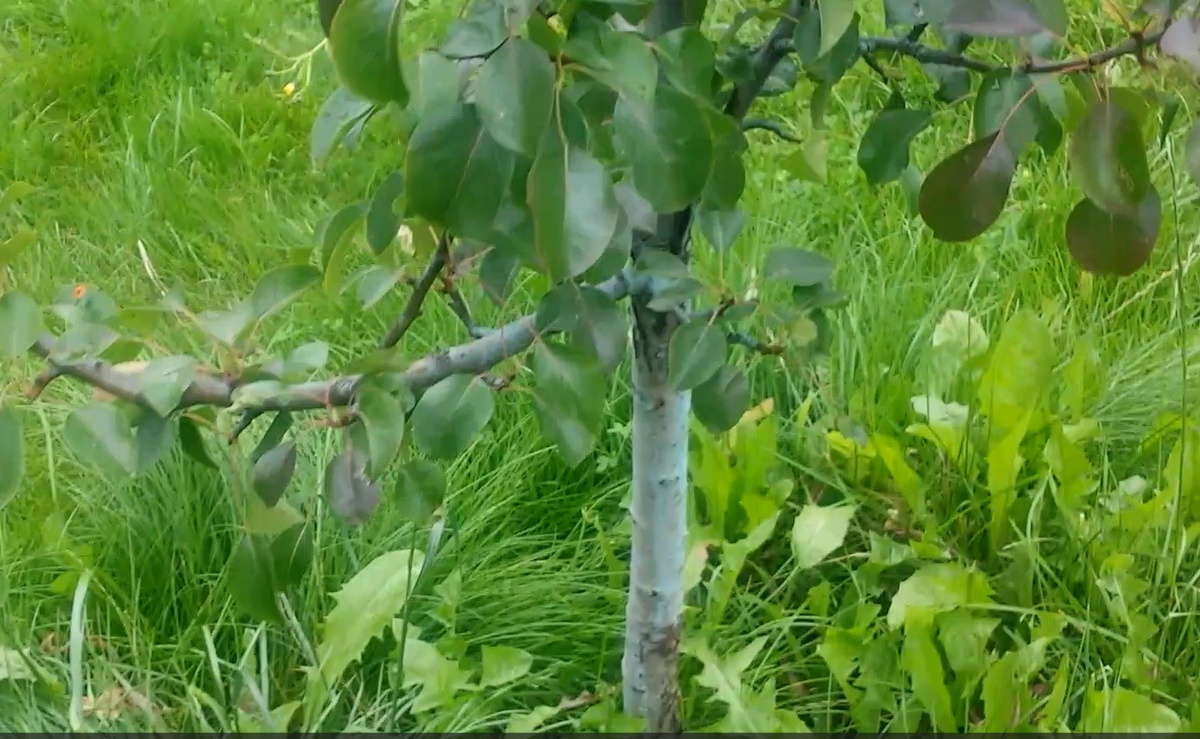 Ствол груши спустя время после "голубого опрыскивания". Ствол все еще окрашен в голубой Ствол груши после "голубого опрыскивания". Цвет все еще сохранился. Фото автора.