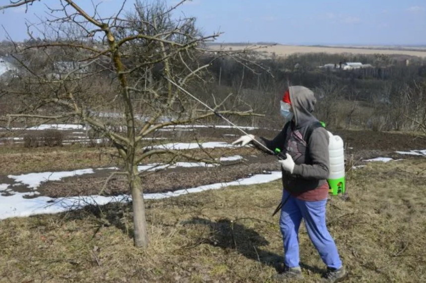 Голубое опрыскивание проводится ранней весной.