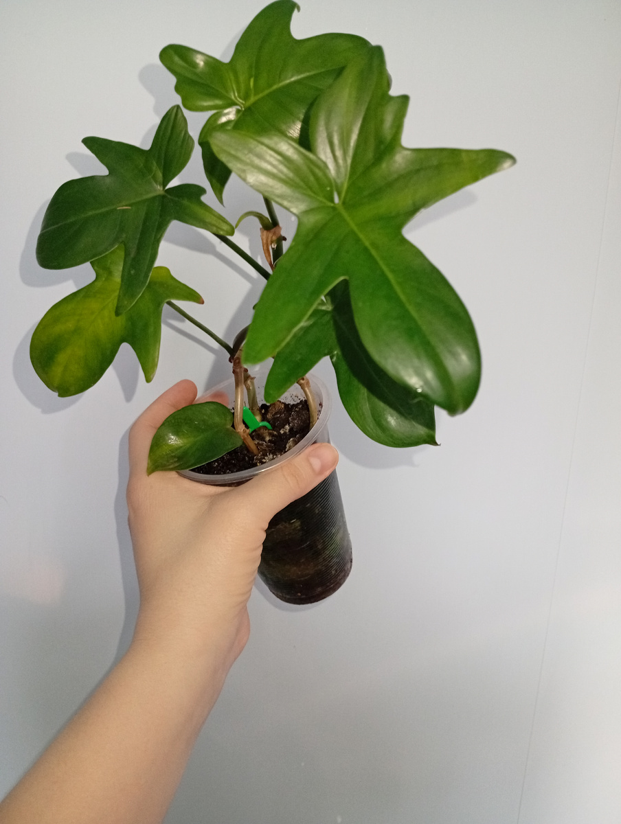 На первый взгляд растение здоровое. Наземная часть красивая, листья мясистые. Но это на первый взгляд...