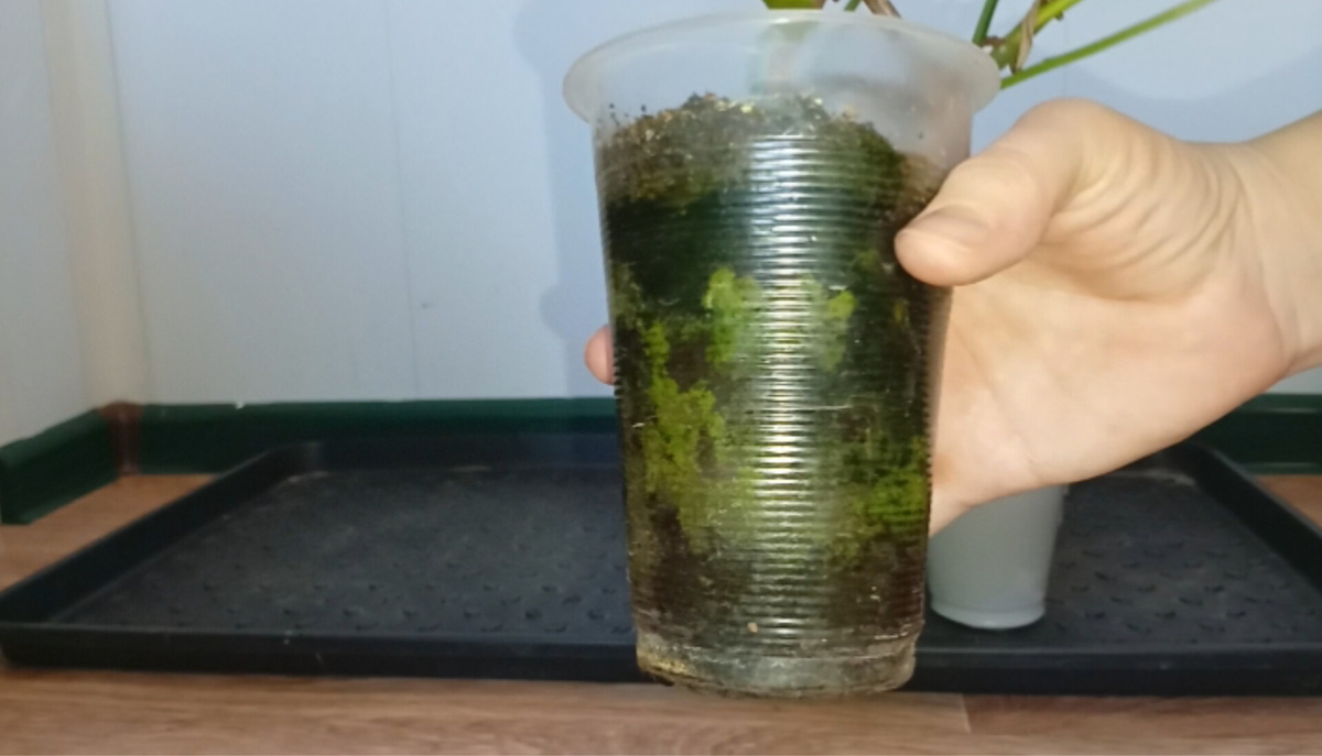 Филодендроны конечно любят воду, но это уже сильно. Причем дренажные отверстия в стакане были. Но я знала, на что шла, все равно его купила.