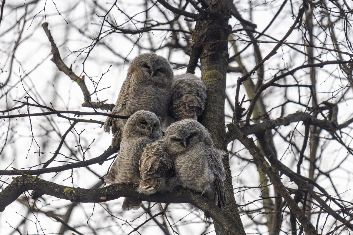здесь пять, шестой сидит в стороне