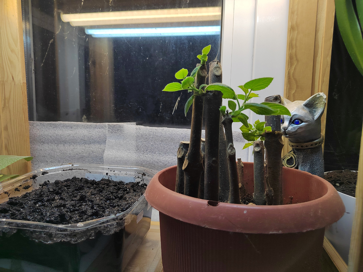 По итогу выжили не все. Точнее, корнями обзавелись только две.