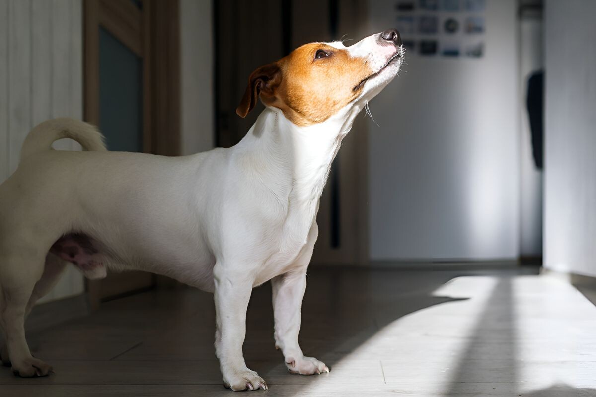 Почему собака смотрит в пустоту 