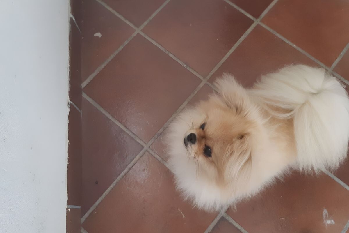 Собака смотрит на стену