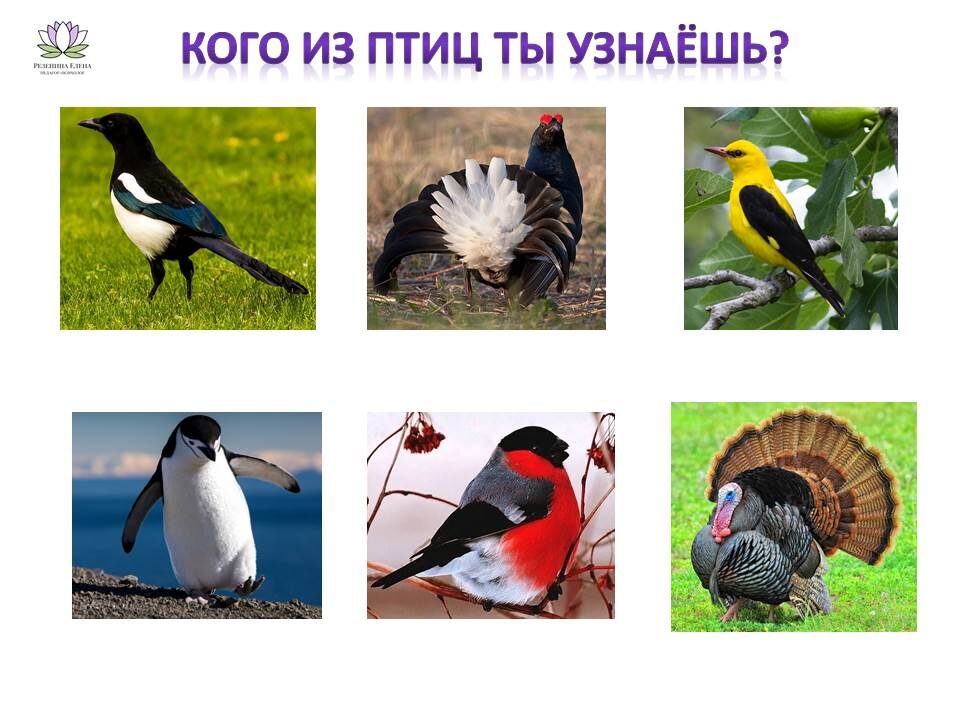 Учим ребенка узнавать птиц по изображению