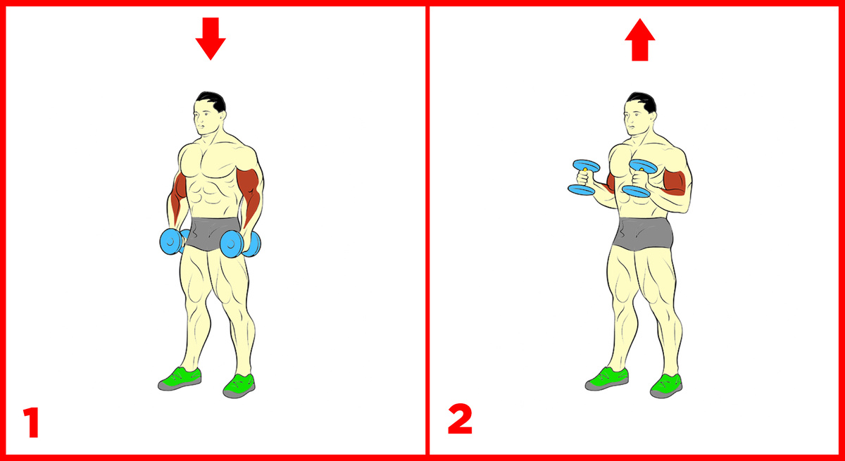 Первая фаза движения