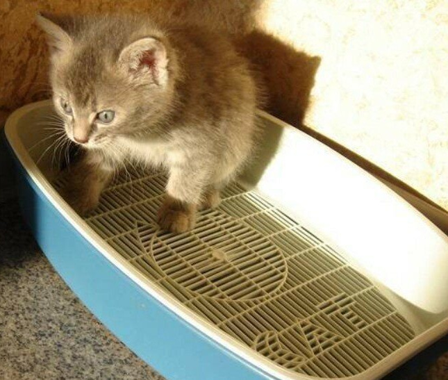 Котенок в лотке с сеткой