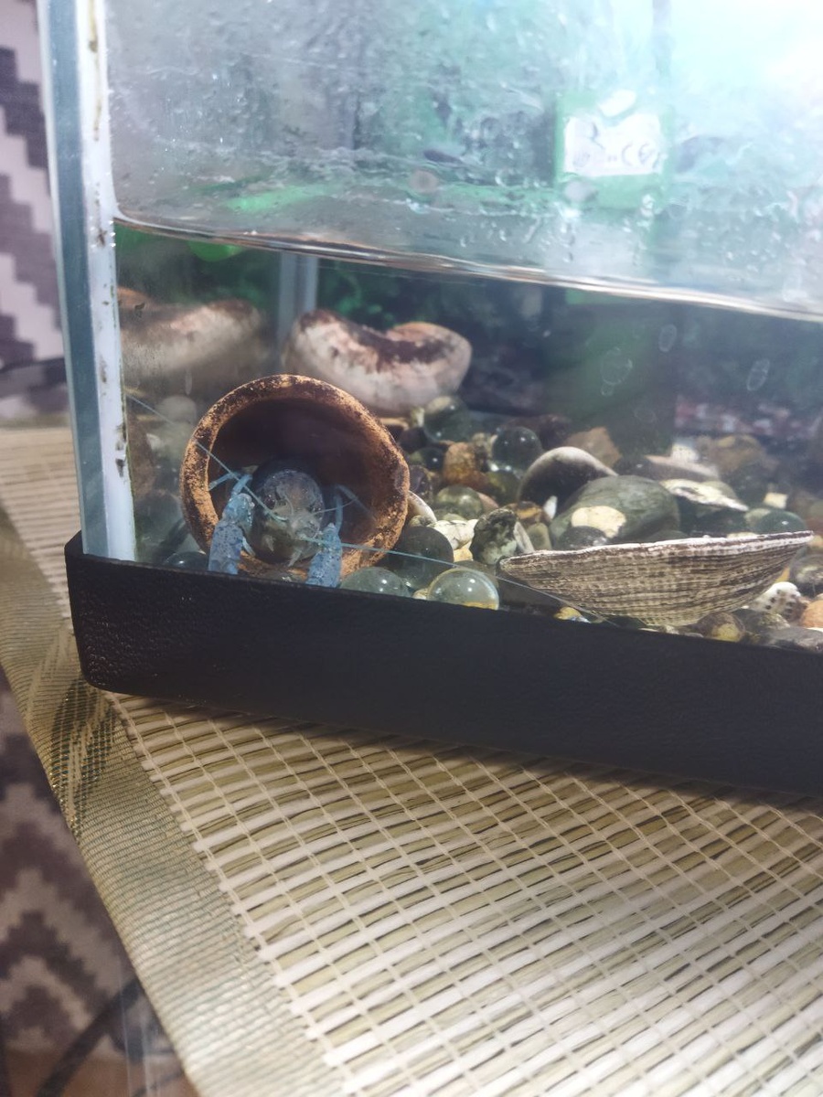 Рак в аквариуме