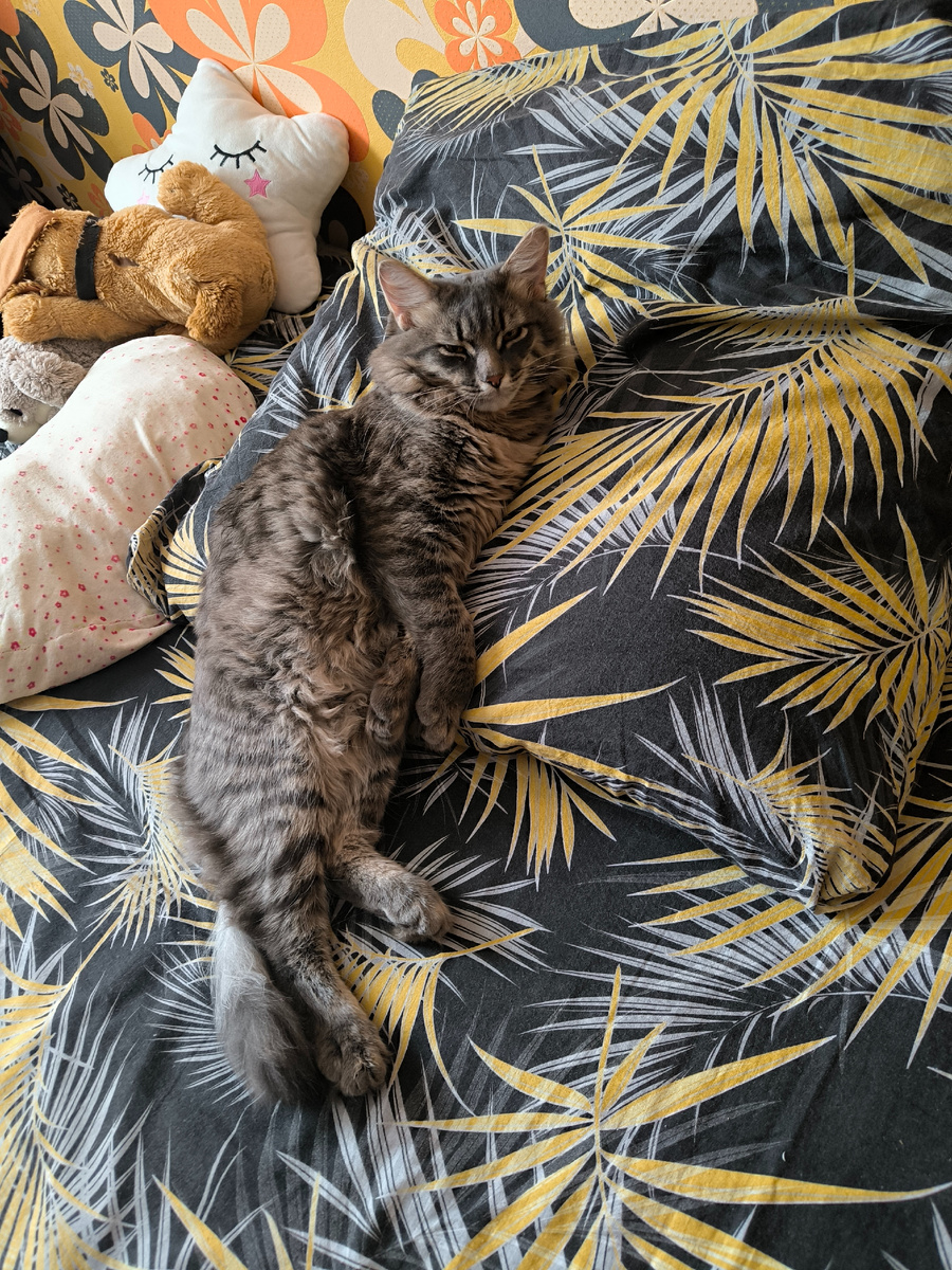 Мой красавчик Бася. Фотографии в статье авторские. 