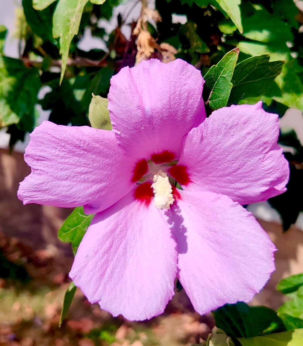 Гибискус сирийский!