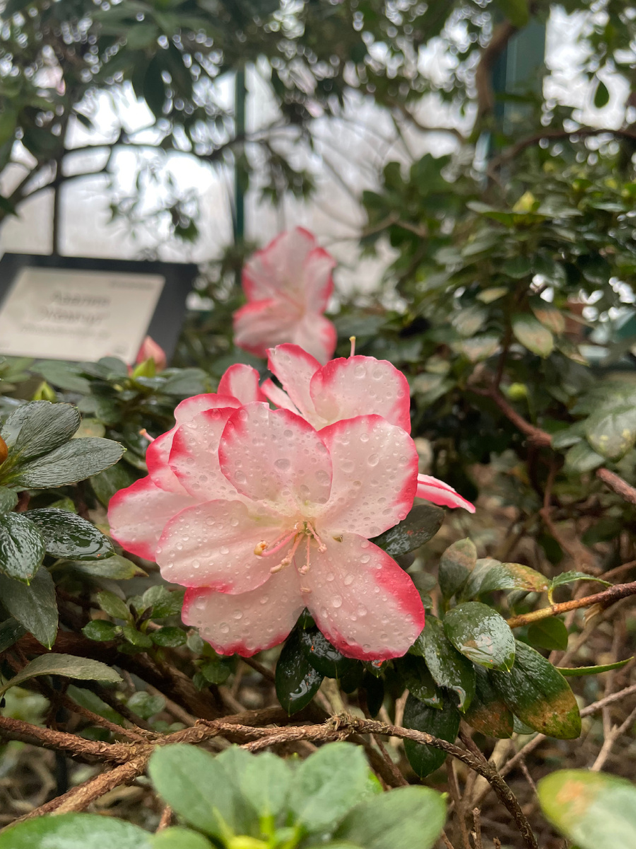 Рододендроны в цвету