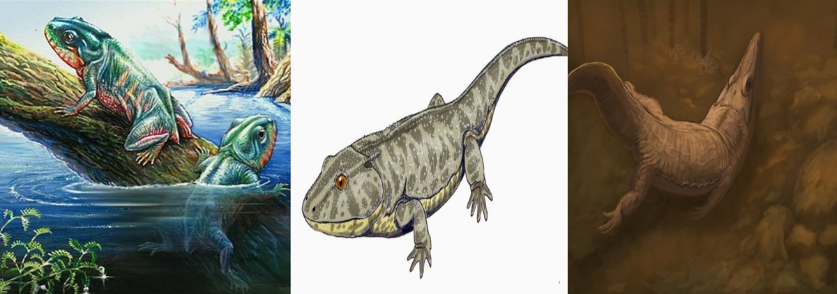 Амфибии из раннего триаса: слева – триадобатрах, родич современных лягушек; посередине – лидеккерина раннетриасовый наземный темноспондил; справа – тузух, полуводный хищник из России.