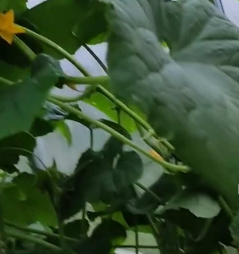 Начальное ослепление цветов на огурцах, способствует ускоренному росту плодов. Удаление трёх, четырёх цветков на огурчиках предотвращает замедление развития растения. 