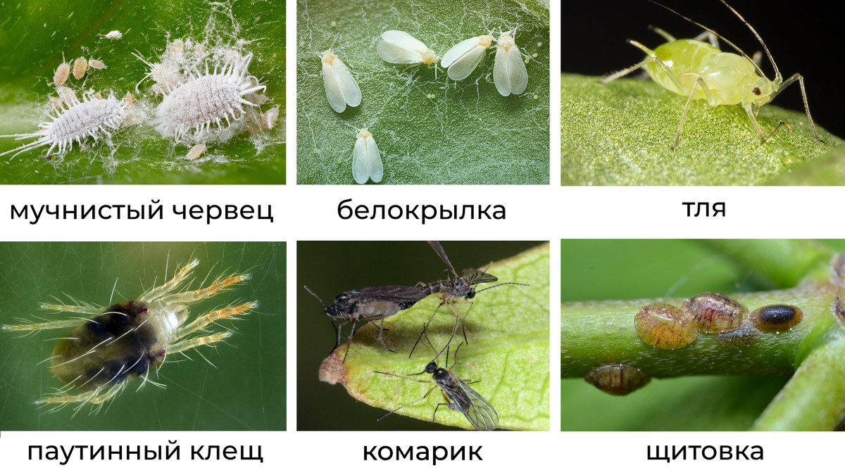 Основные виды насекомых-вредителей комнатных растений