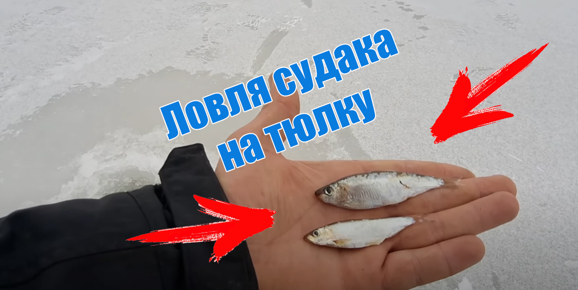 Тюлька для ловли судака