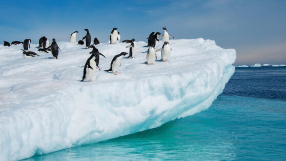    Фёдор Конюхов проживет несколько месяцев на острове у берегов Антарктиды Андрей Галкин