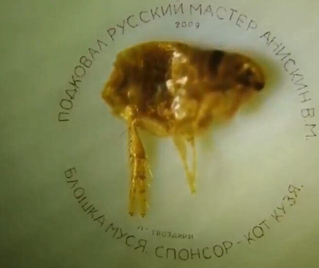 Подкованная блоха под микроскопом