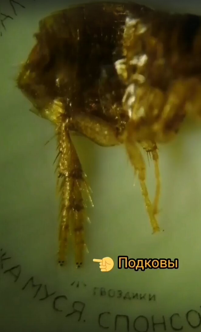 Подкованная блоха под микроскопом