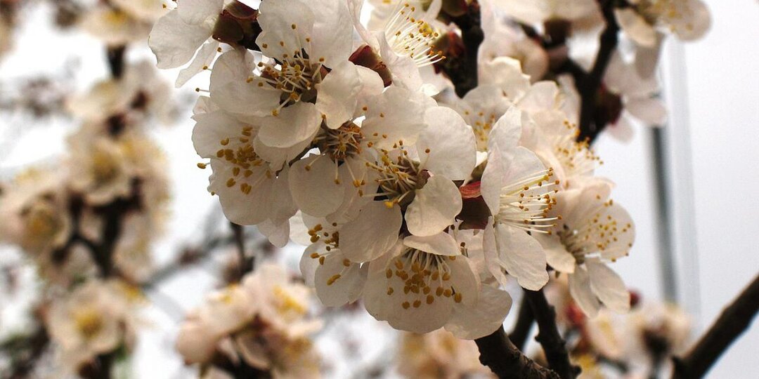 Когда обрезать абрикос? Вот идеальный период