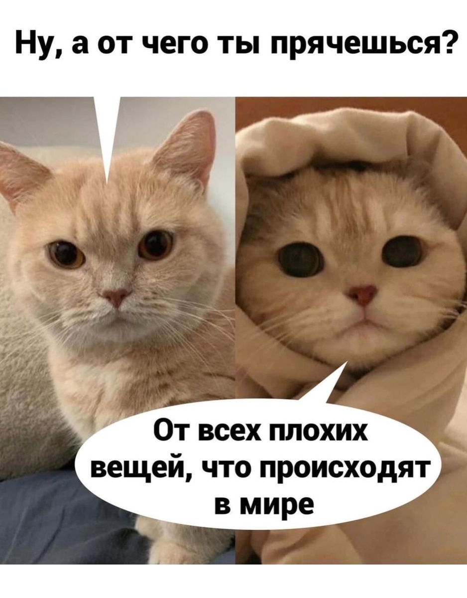 Яндекс картинки