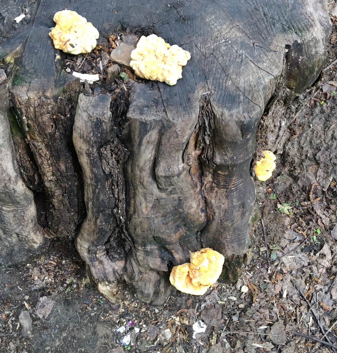 Небольшие трутовики серно-желтые(ТСЖ)