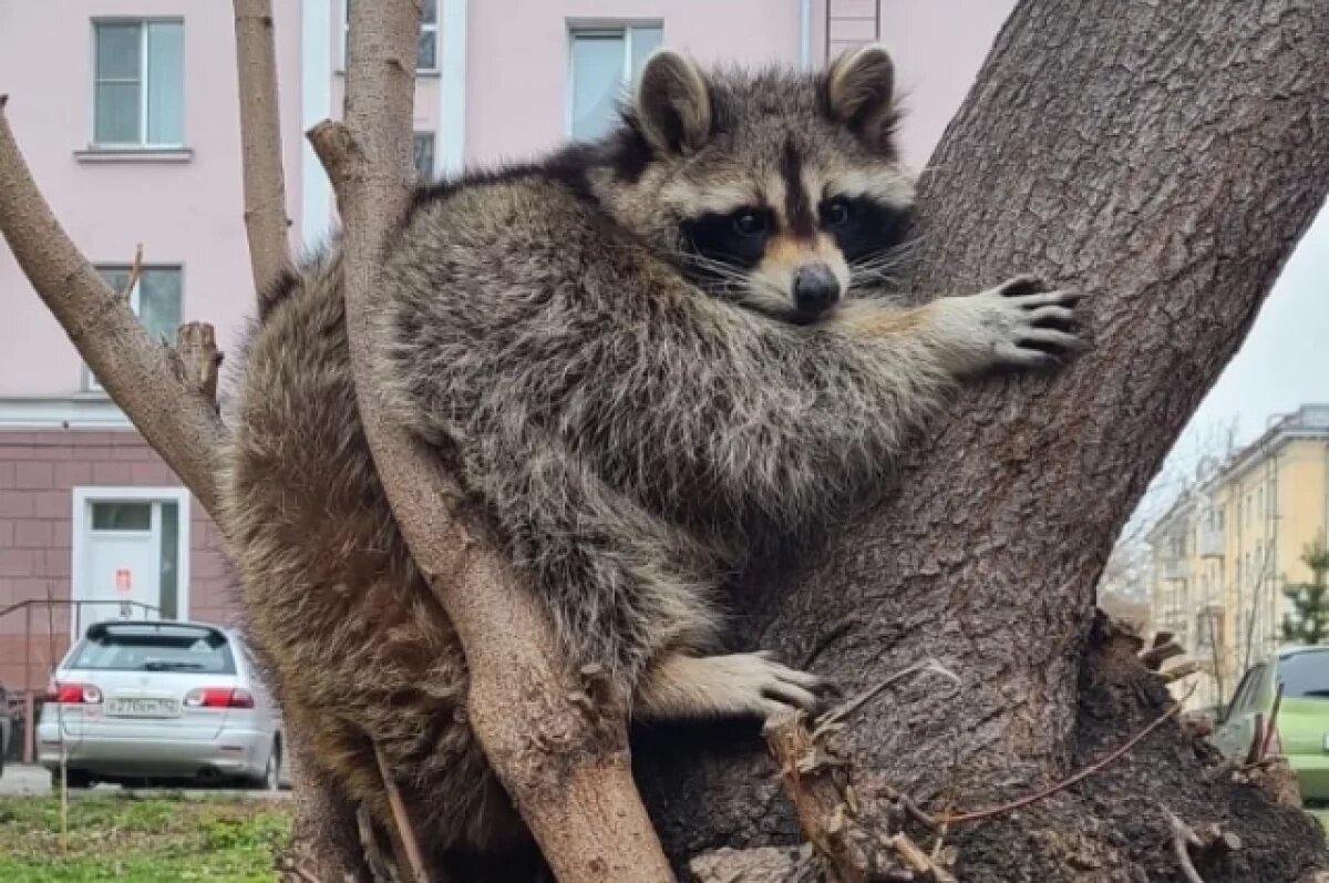    Енот Ванечка оказался непростым парнем, но Марина справляется со сложным характером зверька.