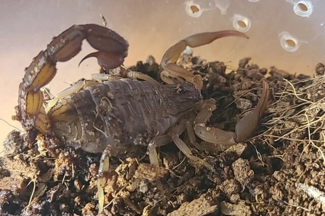    У Марины в коллекции есть даже скорпионы. Фото: Из личного архива/ Марина Косарева