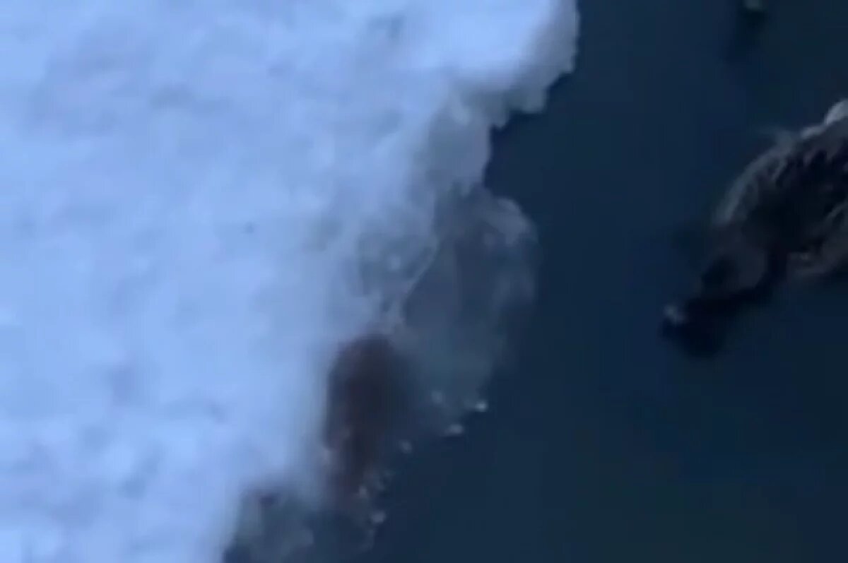    Жители Новосибирска пожаловались на нашествие крыс в парке «Каменка»