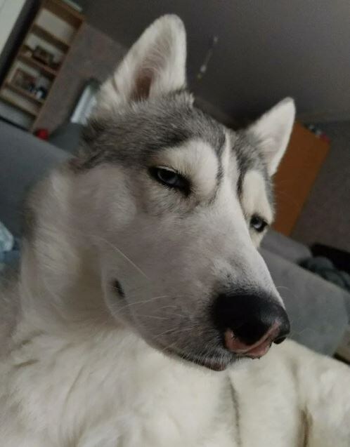 Это, конечно, не овчарка, но выражение то самое))