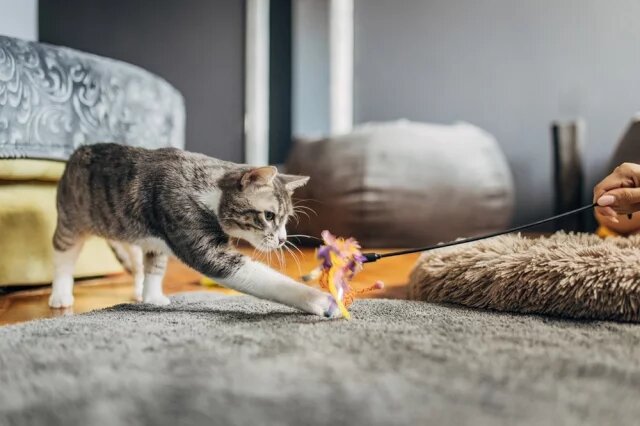    Сколько времени нужно играть с кошкой в течение дня?