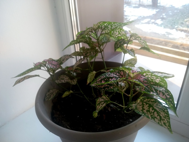 Куст гипоэстеса листоколосникового 1 марта 2025 г.