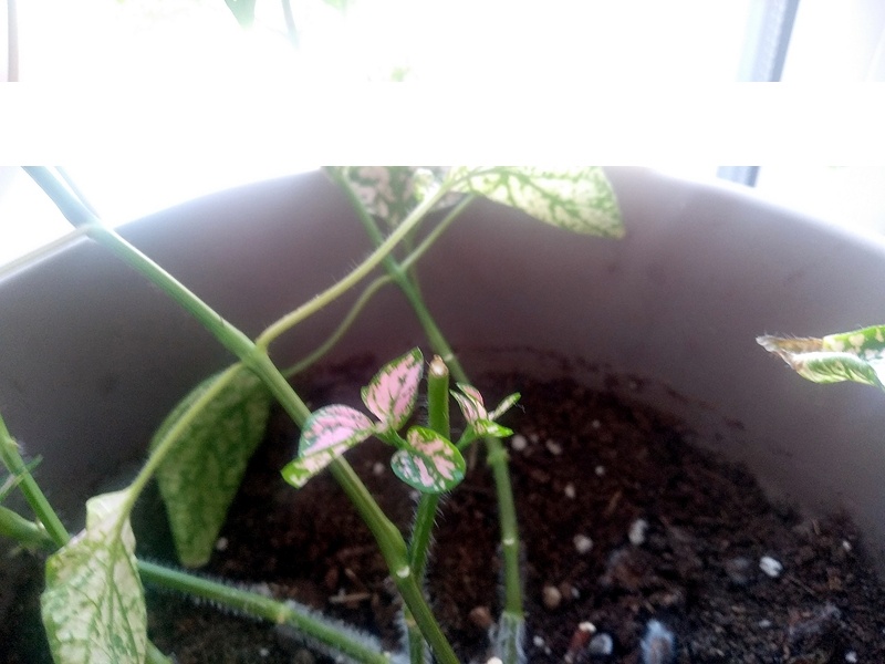 Стебель почле обрезки с проснувшимися почками