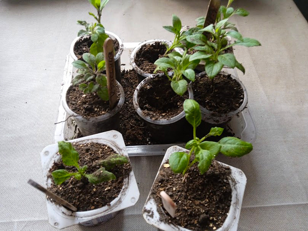 Попутно черенки петуний, которые на укоренение поставила 22 января, рассадила