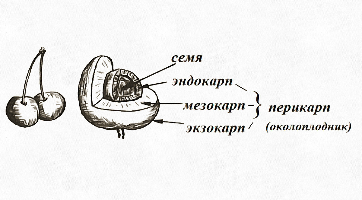 Примерно и схематично