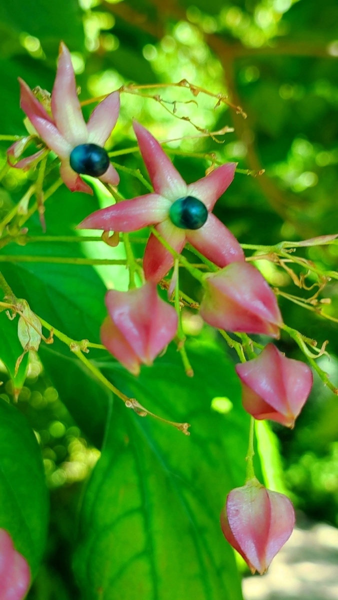 Клеродендрум трехраздельный