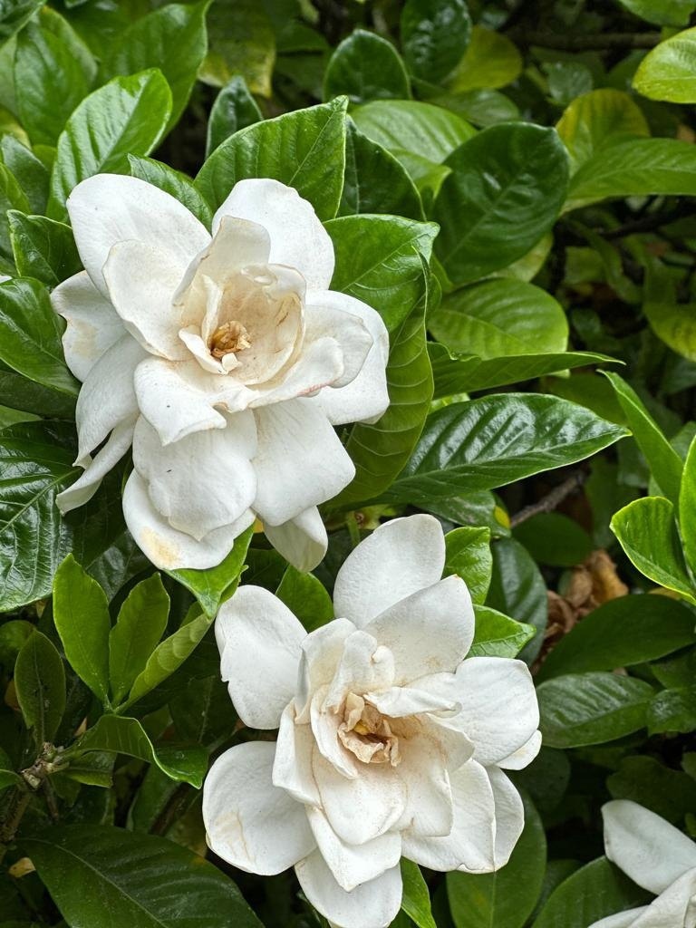 Гардения жасминовидная