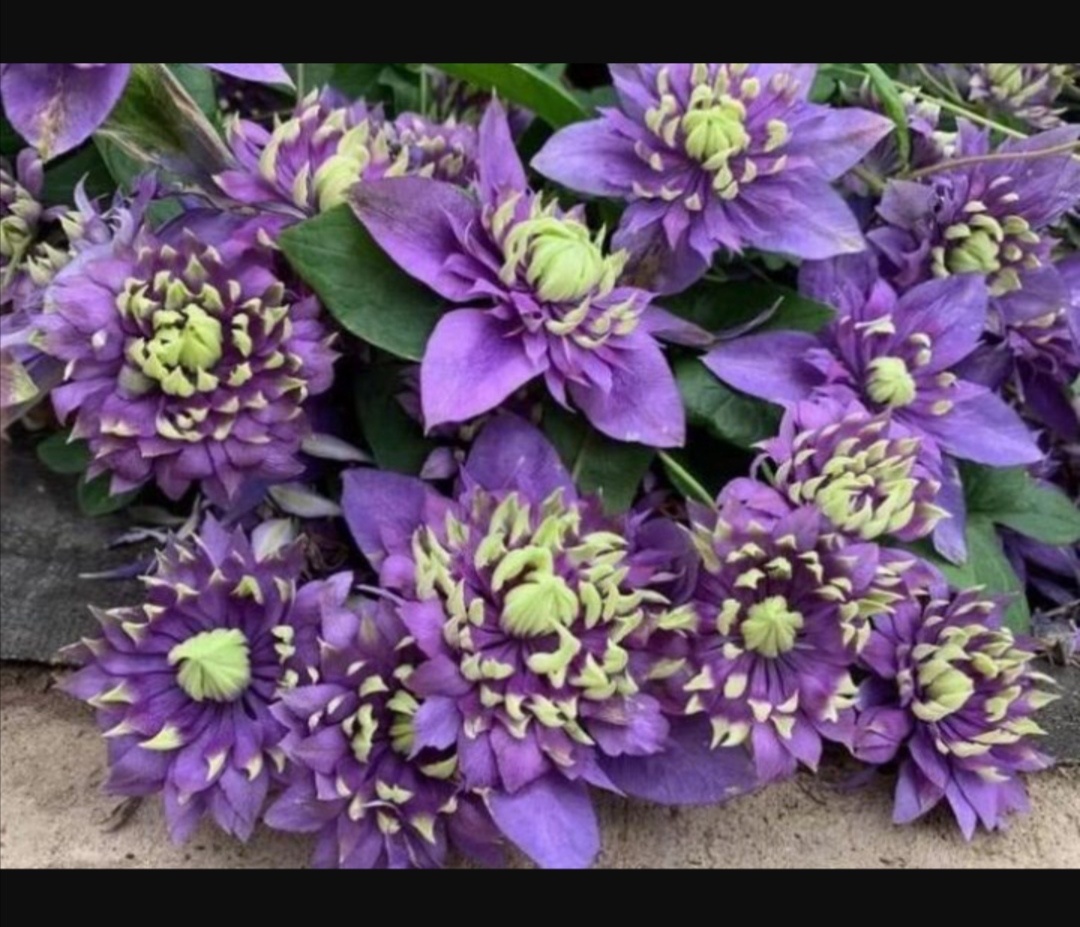 Фото с сайта youla.ru.