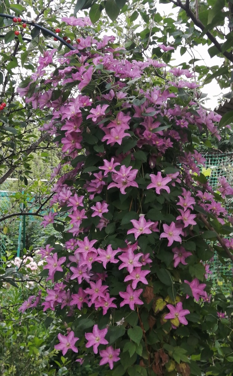 Клематис Данута. Саженец из интернет-магазина ОПТ-ХОЗ. Фото автора. 