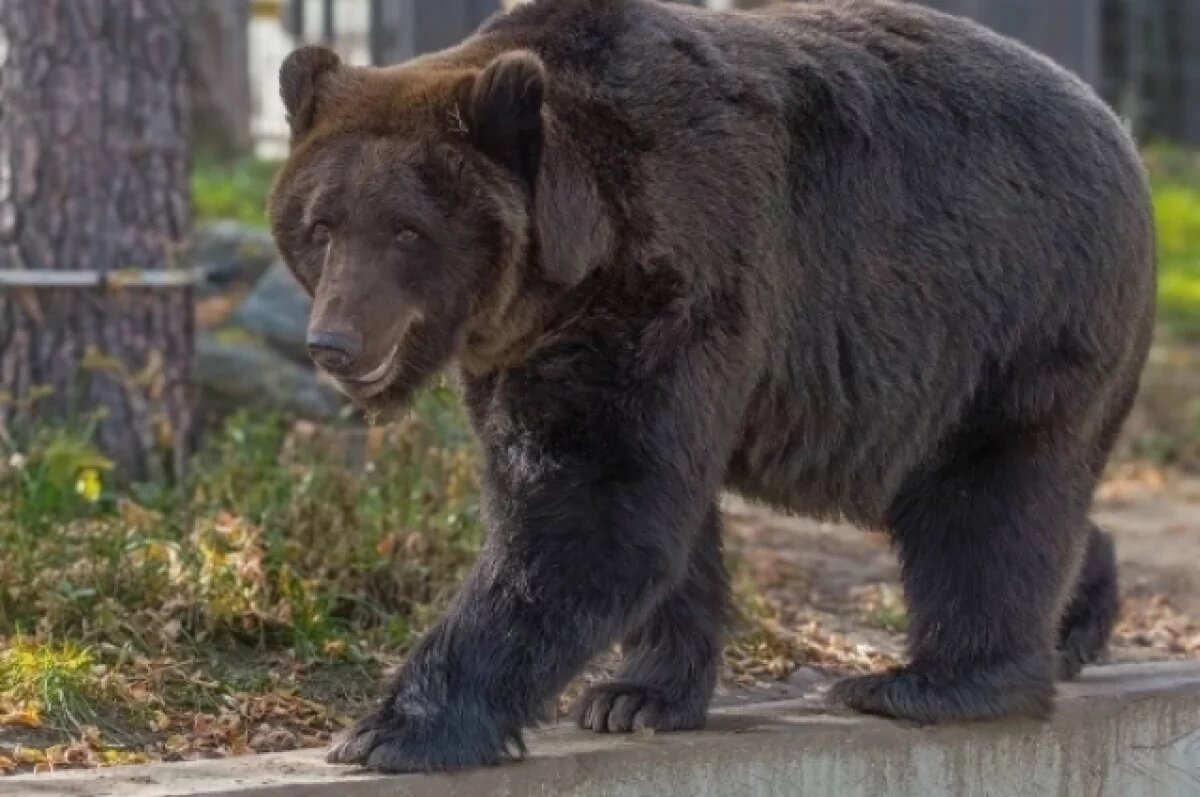    Стало известно точное количество живущих в новосибирских лесах медведей
