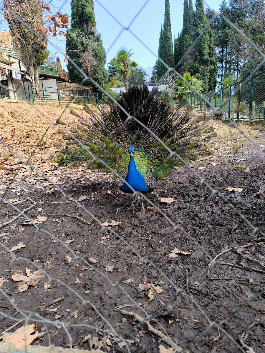 Это маленький павлин.