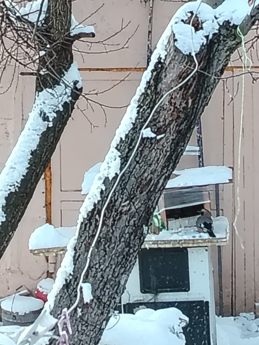 Прилетела гостья. 