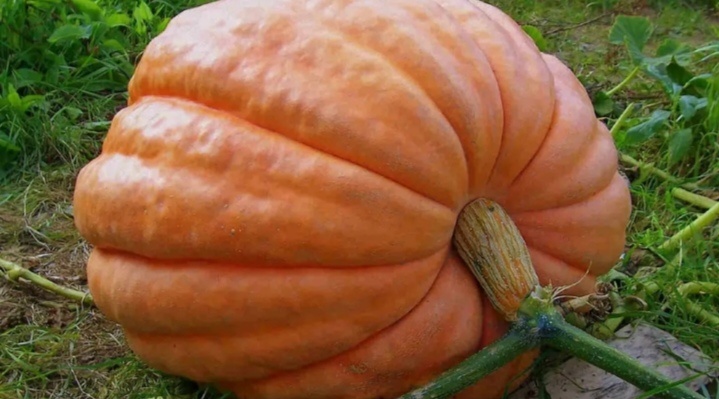 Несмотря на то что слишком большие разновидности тыквы не пользуются популярностью среди населения, садоводы всегда стараются вырастить культуру с крупными плодами. Таковой и является тыква Титан.Описание сортаДанный сорт относится к группе мускатных тыкв. Не все плоды вырастают относительно большими. Культура имеет сильную и глубокую корневую систему, которая может уходить в землю на глубину до 3 м.Характеристика внешнего вида растения и плодовРастение представляет собой куст, который формирует крупные и прочные плети. Плодом является ложная многосемянная ягода. Тыква сорта Титан покрыта яркой оранжевой кожурой, имеет округлую форму и увеличенные размеры. Каждый плод имеет заметные сегменты.Большие плоды формируются только из семян крупных размеров. Средний размер плодов – около 200 кг. Однако при хорошем уходе и особых условиях можно получить плоды и весом до 500 кг. На отечественной территории средняя масса тыкв этого сорта – 150 кг. Без ухода культура формирует плоды массой от 35 до 50 кг. Для получения плодов больших размеров необходимо оставлять не более пары завязей на кусте, в противном случае будет формироваться много плодов средних размеров. На начальном периоде формирования тыквы необходимо регулярно измерять диаметр каждого экземпляра для того, чтобы определить самые быстрорастущие. Оставлять нужно именно их.