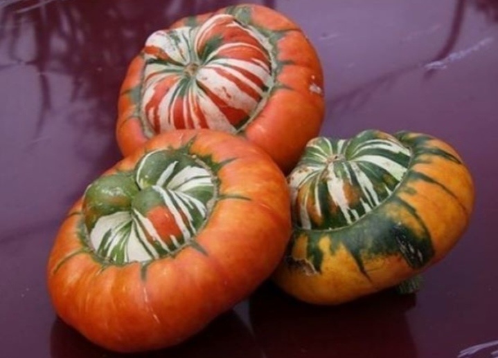 Описание сортаТыква Турецкая чалма – это крупноплодный сорт, который был разработан авторами Быковским Юрием Анатольевичем, Максимовым Сергеем Васильевичем, Клименко Николаем Николаевичем и допущен к использованию в 2017 году.