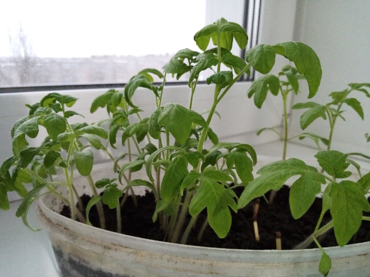 Такая рассада точно никому не понравится