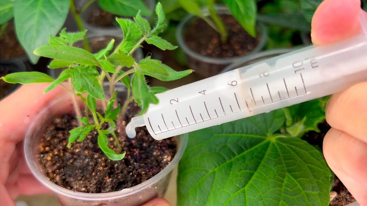 Иногда своевременная подкормка слабых растений может сотворить чудеса