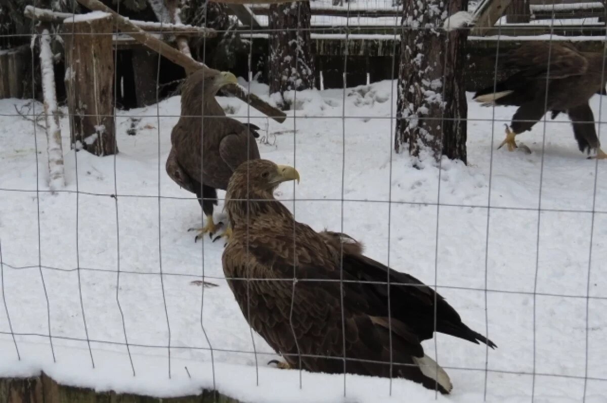    Дети участников СВО посещают Ульяновский зоопарк бесплатно