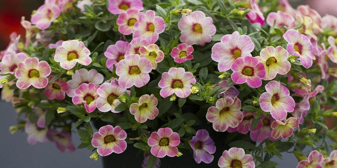 Февральские посевы: 15 цветочных культур, которые выращиваются только через рассаду